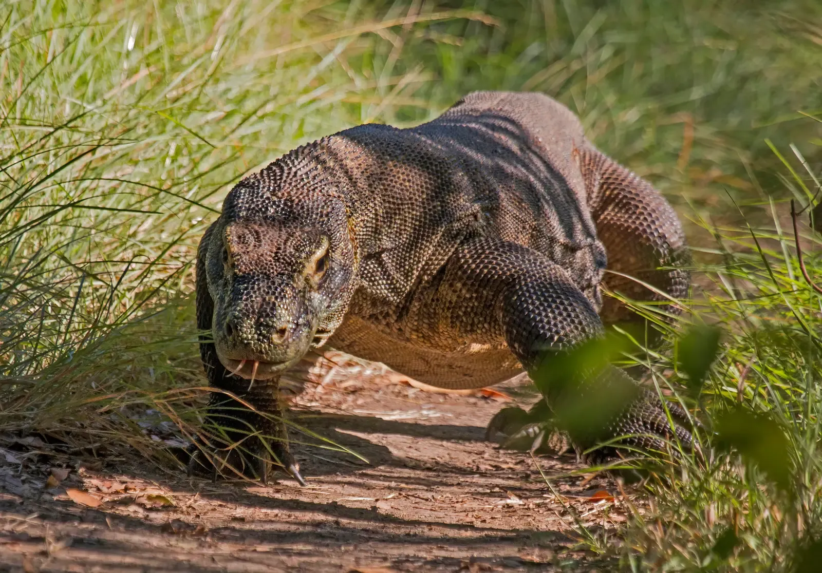 #10 - Females Can Get Pregnant Without a Single Male Around (Self-photographed, from Sharp Photography, sharpphotography.co.uk, CC BY-SA 4.0)