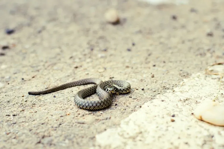 How Our Brains Spot Snakes Shockingly Fast (Image Credits: Pexels)