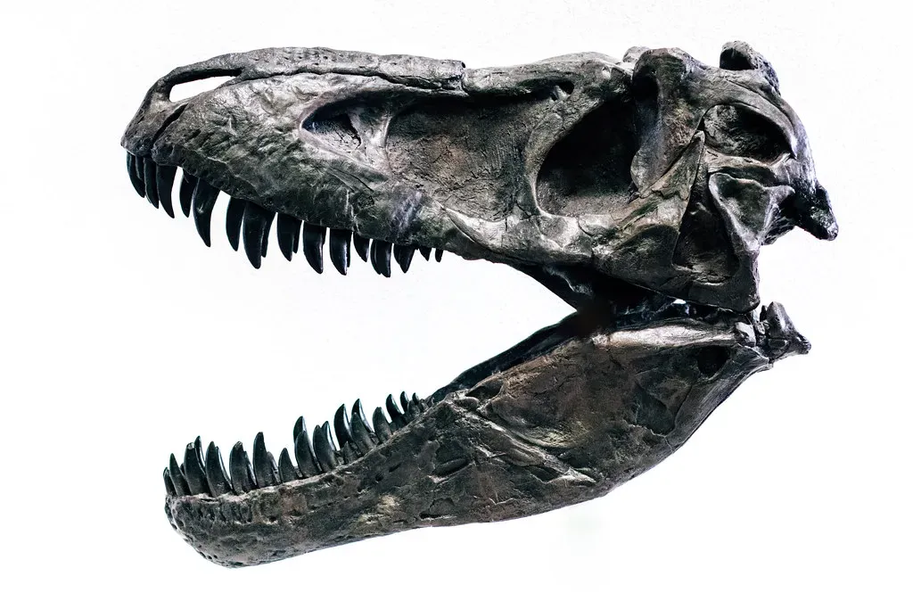 A Tiny Bone That Changed Everything (Image Credits: Flickr)