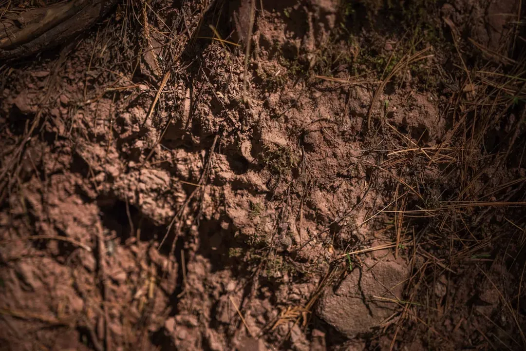 6. Plants Helped Create the First True Soils (Image Credits: Unsplash)