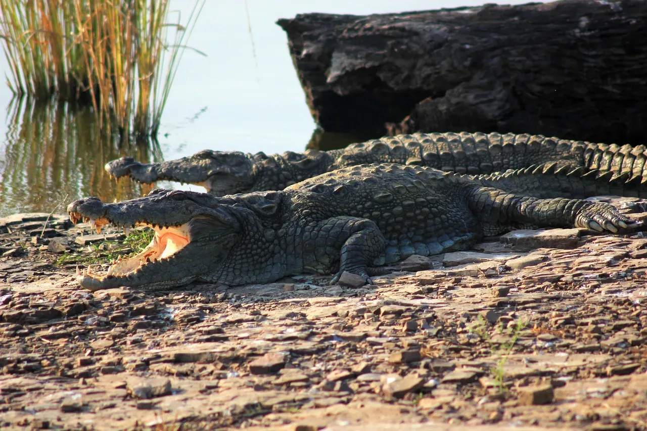Crocodiles and Alligators: The Ancient Predators (Image Credits: Pixabay)