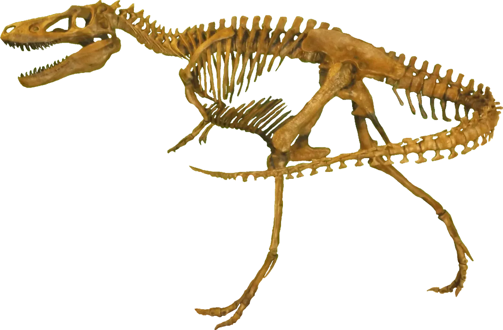 #1 - A Single New Skeleton Just Ended a 40-Year Argument (By MCDinosaurhunter, CC BY-SA 3.0)
