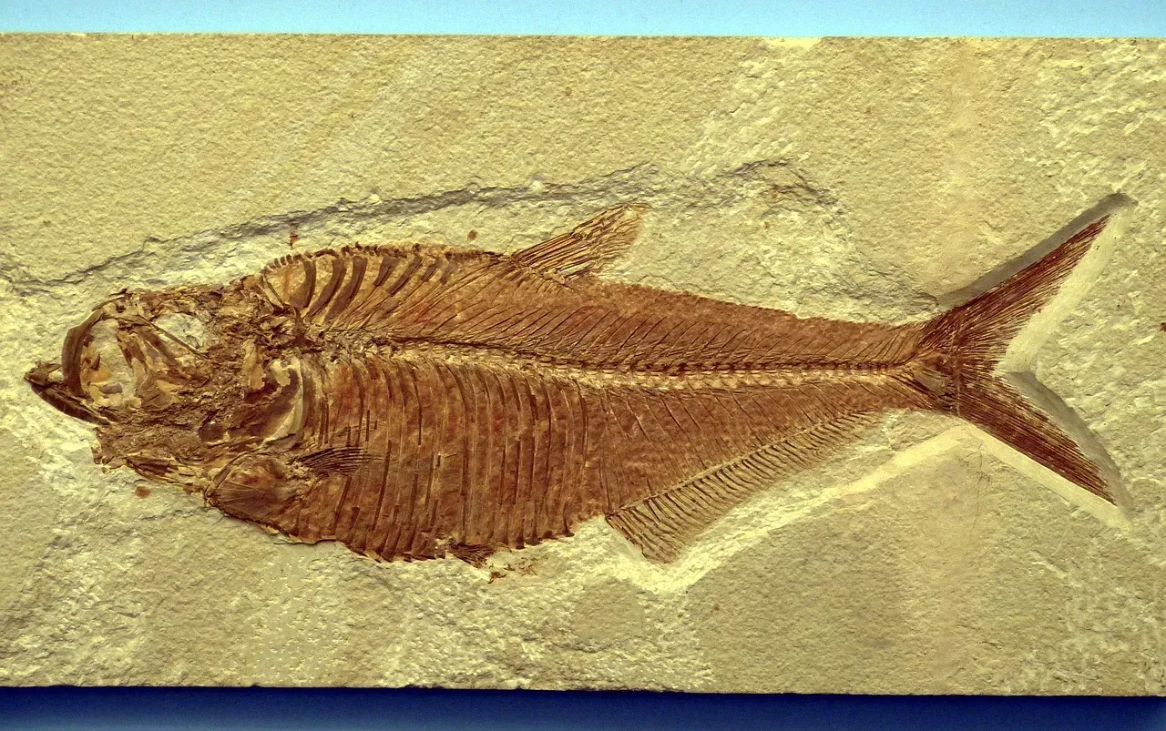 #7 - Fish That Refuse to Respect Their Assigned Geological Boundary (Image Credits: Pixabay)