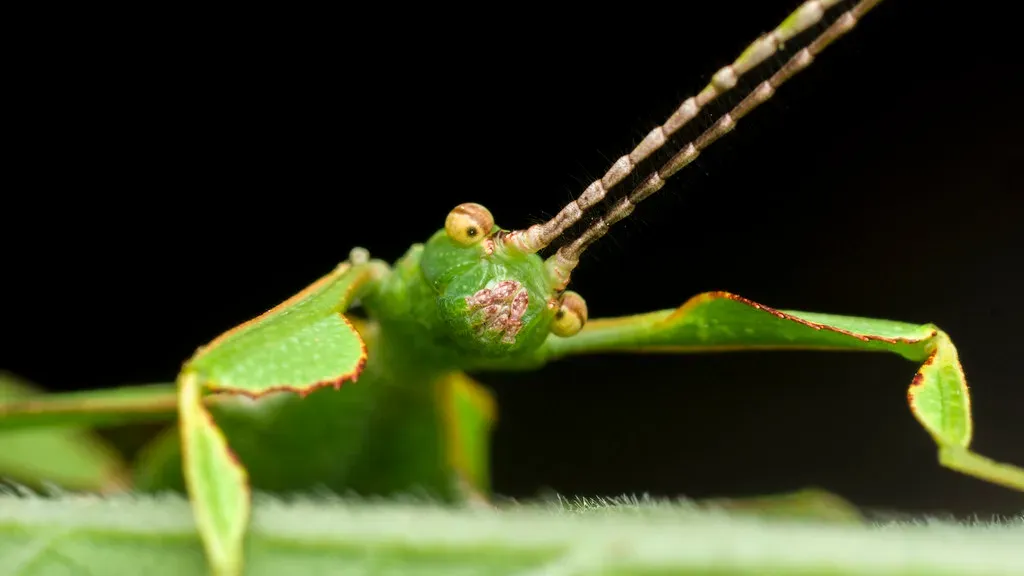 9. The Mimicry Master: Adopting Successful Patterns (Image Credits: Flickr)