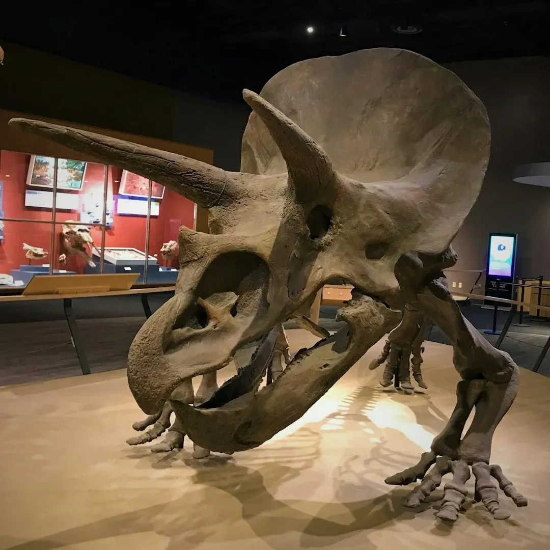 Shady the Triceratops Is One of the Most Complete Ever Found (Image Credits: Unsplash)