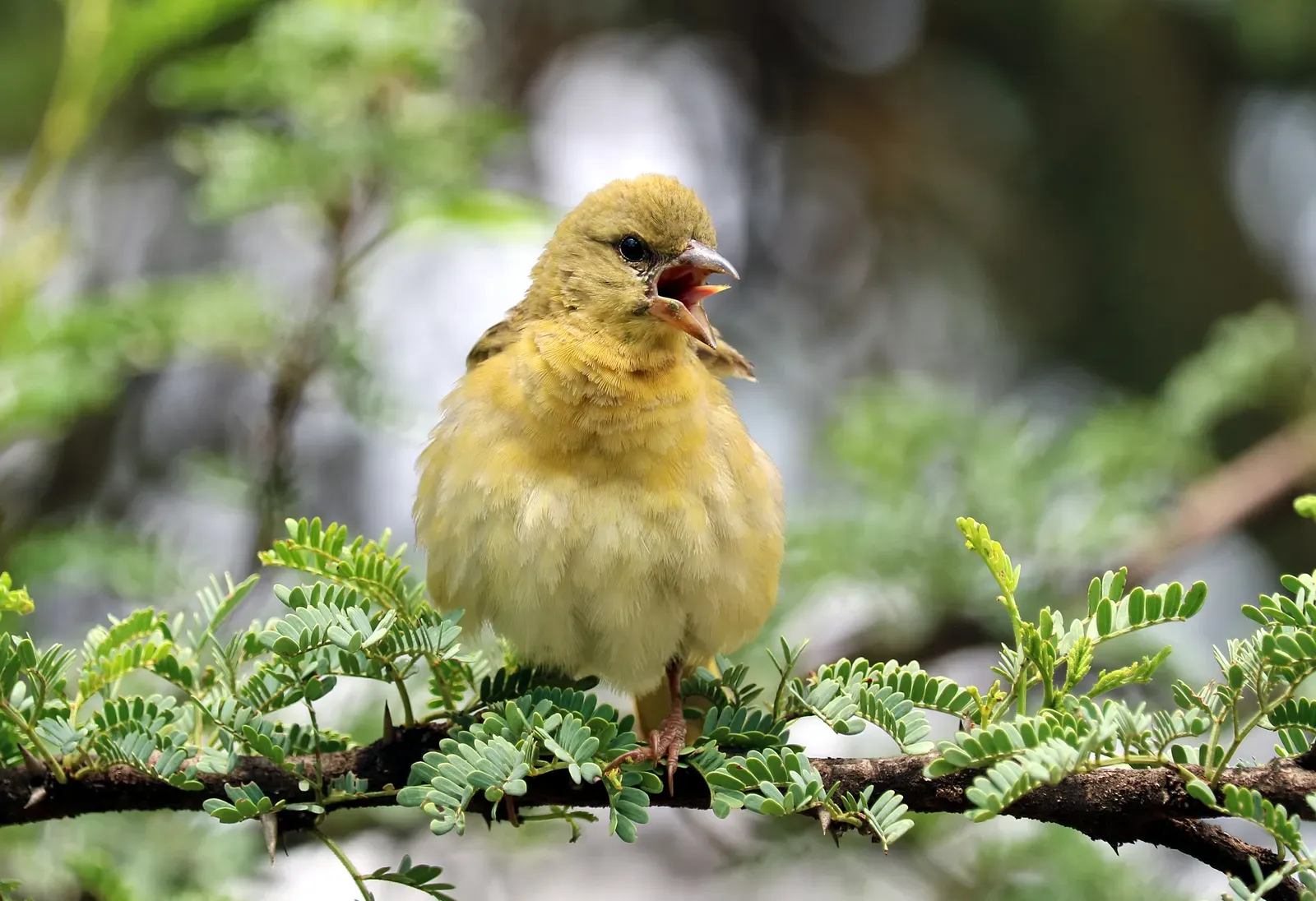The Birds Among Us: Dinosaurs That Already Won (By Prosthetic Head, CC BY-SA 4.0)