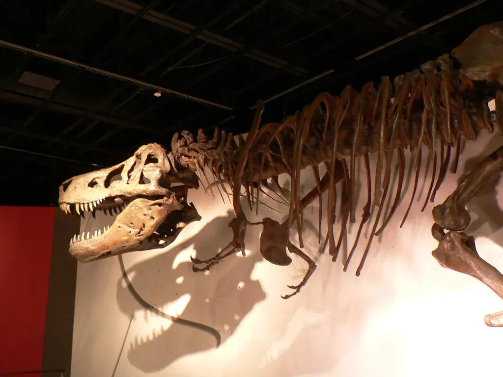 #12 - T-Rex Grew at Insane Rates Most Dinosaurs Couldn’t Match (stu_spivack, Flickr, CC BY-SA 2.0)