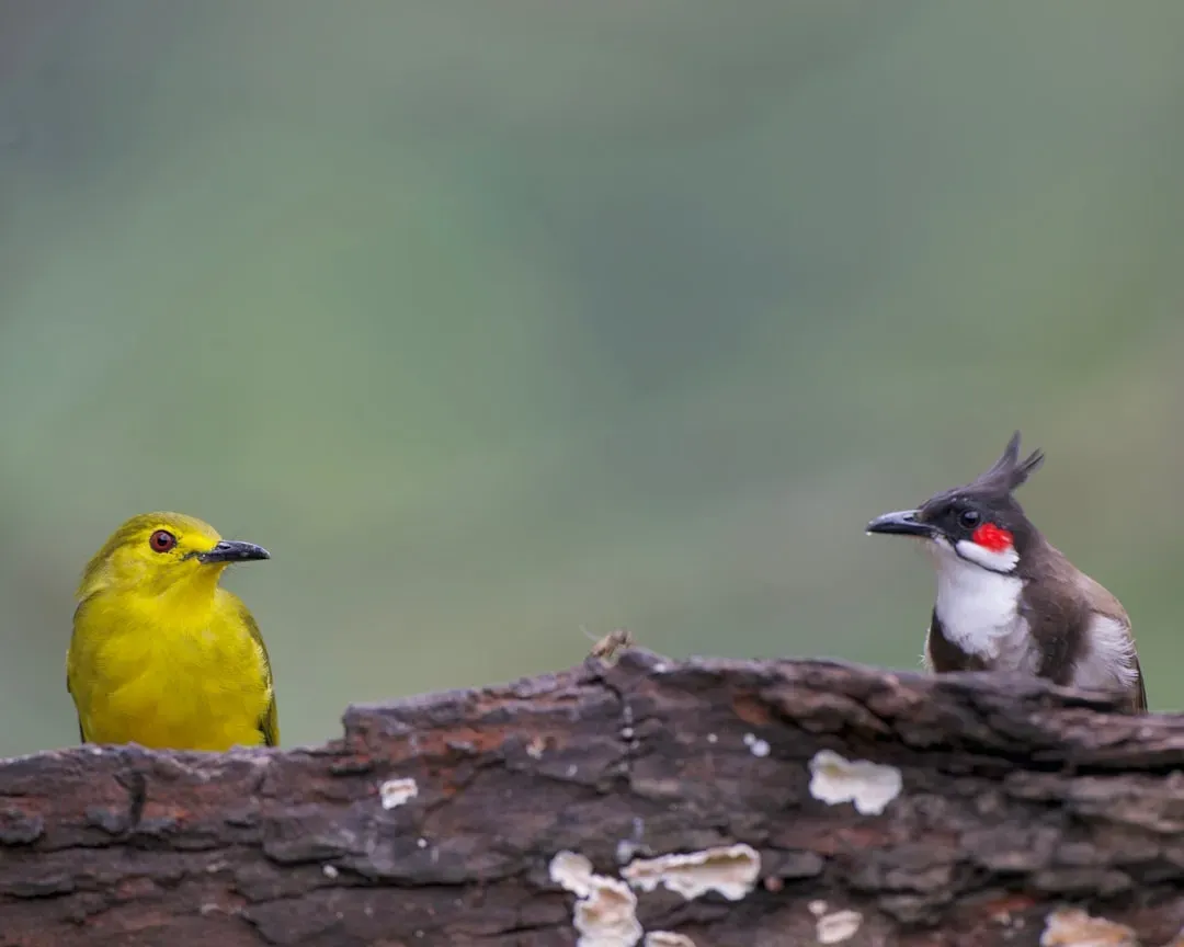 The Fate of Birds and Biodiversity (Image Credits: Unsplash)