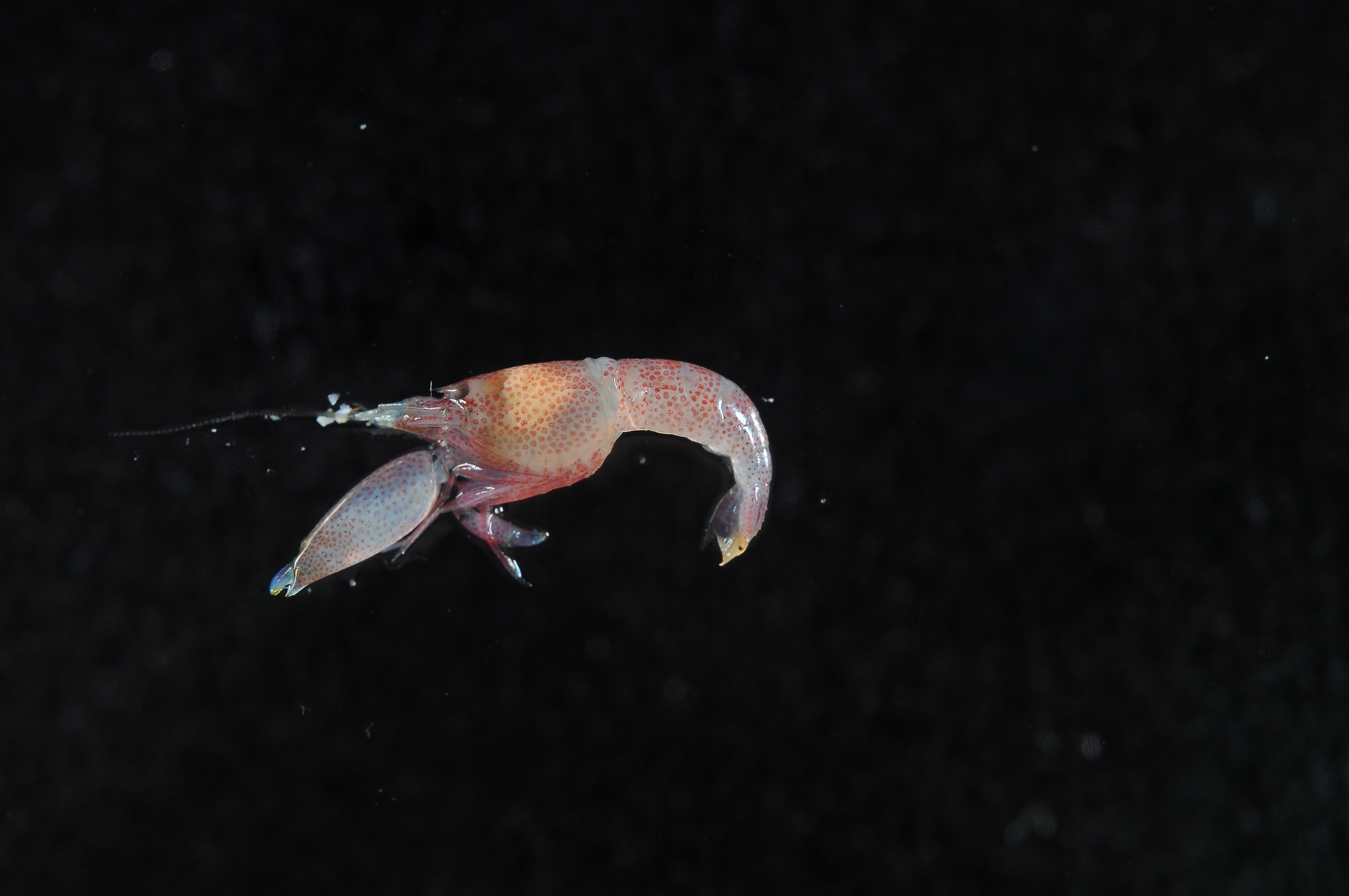 The Physics Behind the Snap (Image Credits: Wikimedia)