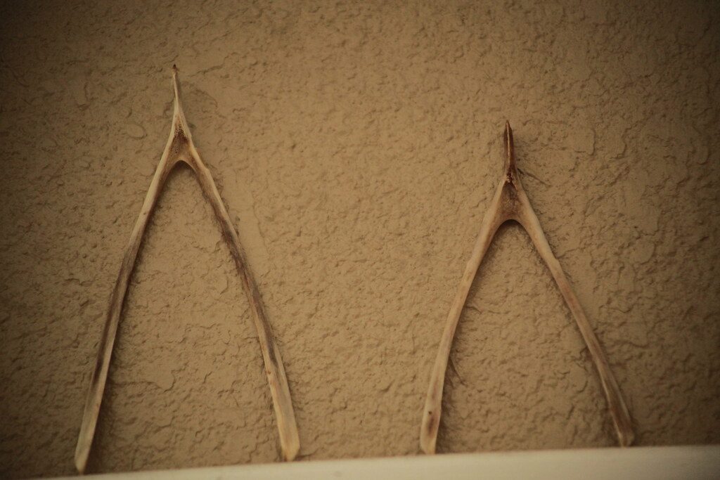 The Wishbone in Your Turkey Dinner (Image Credits: Flickr)