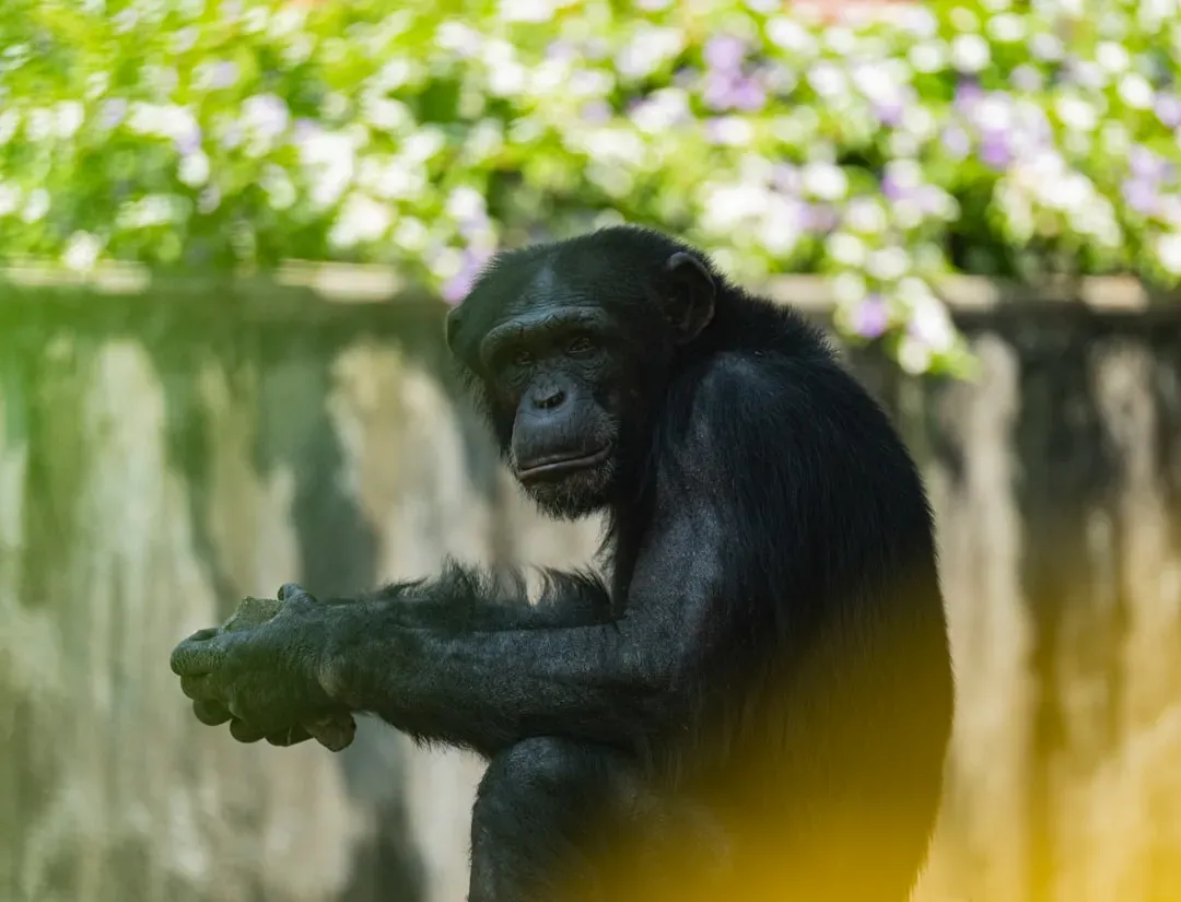 #3 - Chimps Raised Like Human Children Would Learn to Talk (Image Credits: Unsplash)