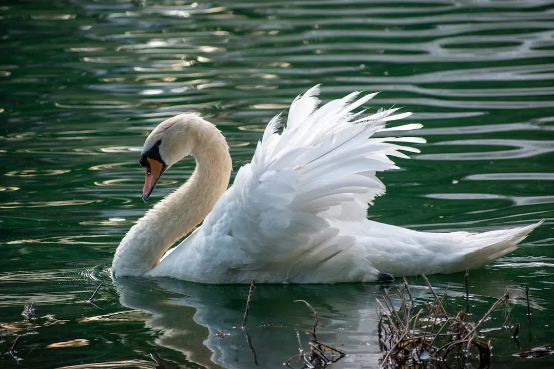 Cancer: The Protective Swan Behind the Crab (Image Credits: Unsplash)