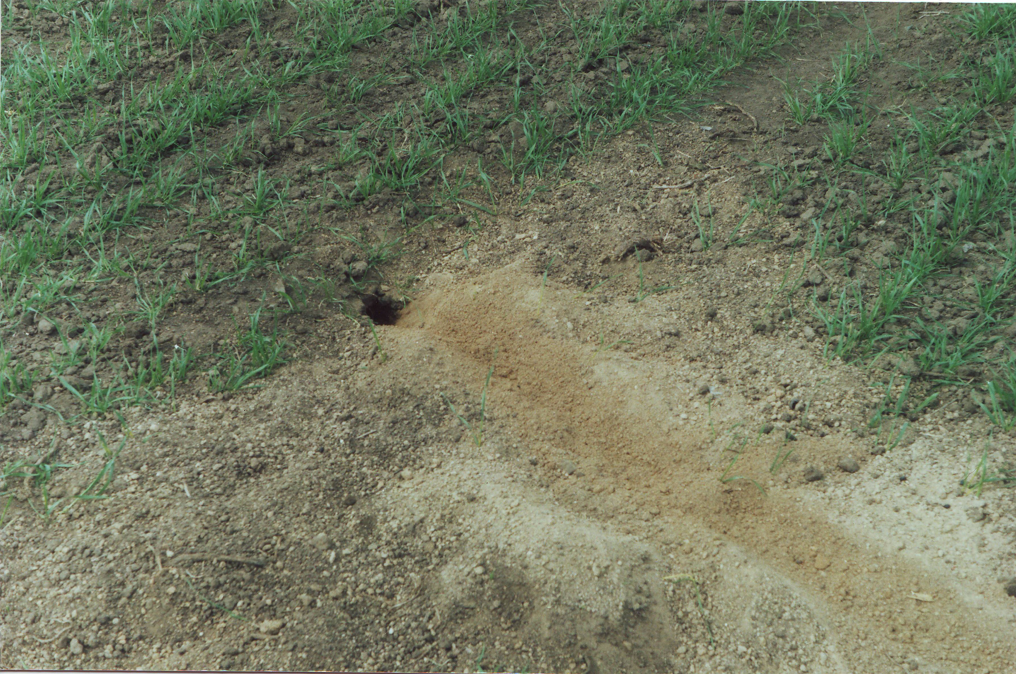 The Underground Advantage (Image Credits: Wikimedia)