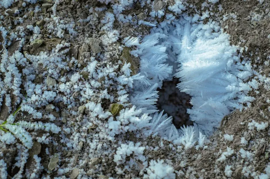 #12 Bare Soil vs. Mulched or Vegetated Ground (Image Credits: Pexels)