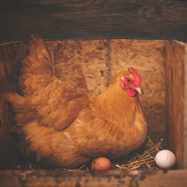 #5 - Sitting Tight and Refusing to Leave Her Eggs (ntyysrji27, Flickr, CC BY 2.0)