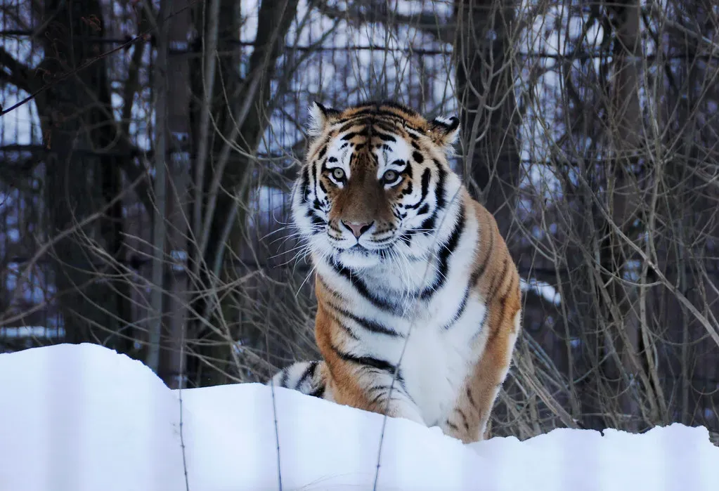 The Tiger: Bold Leadership Takes Center Stage (Image Credits: Flickr)