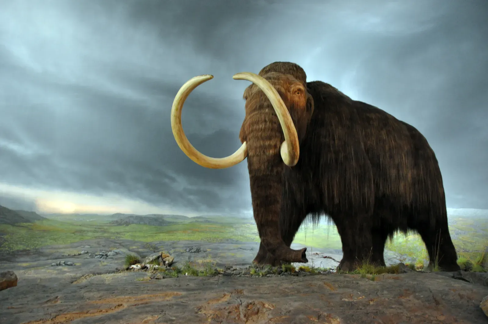 #5 - That Shaggy Coat Would Be the First Clue Something's Wrong (MammutUploaded by FunkMonk, CC BY-SA 2.0)