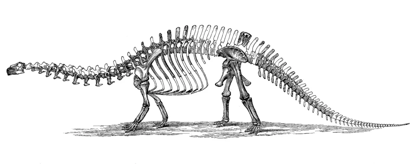 The Twenty‑First‑Century Plot Twist: Brontosaurus Returns (By Othniel Charles Marsh, Public domain)