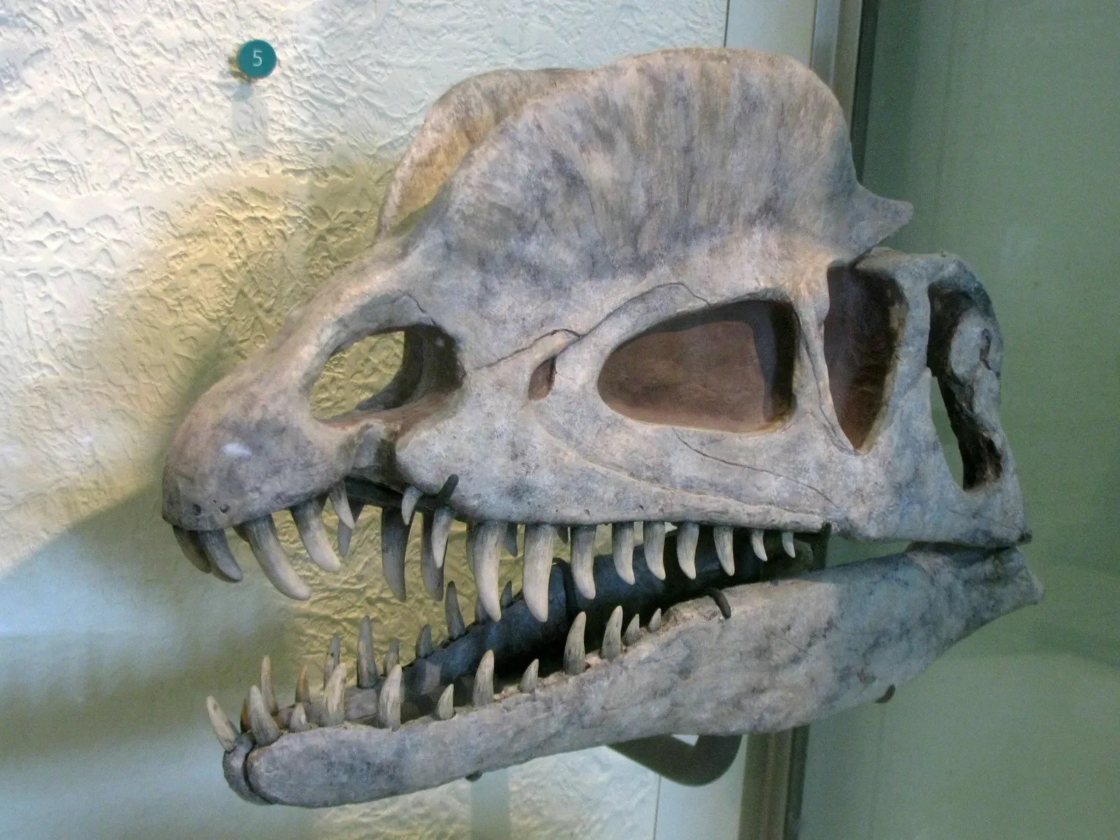 1. You Can't Actually See a Fossilized Dinosaur Brain Directly (Image Credits: Wikimedia)
