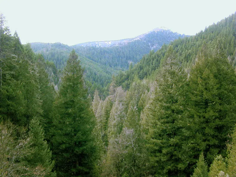 Conifer Forests: The Backbone of Dinosaur Ecosystems (Transferred from en.wikipedia to Commons., CC BY-SA 3.0)