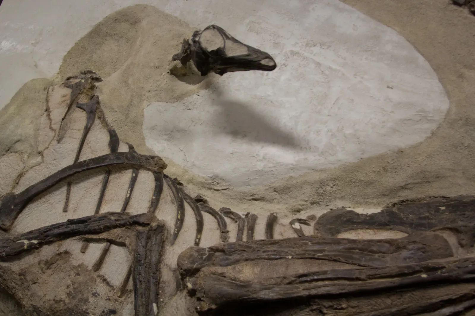 8. An Unnamed “Mystery Dinosaur” from the Museum Basement (5d-dinosaur-camp-day3-20120803-168.jpgUploaded by FunkMonk, CC BY 2.0)