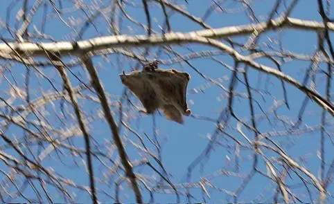 Gliding Forest Dwellers: Flying Squirrels, Sugar Gliders, and More (Transferred from en.wikipedia to Commons by Sreejithk2000 using CommonsHelper., CC BY-SA 3.0)