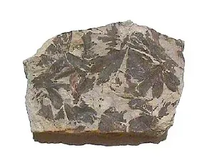 Not Just Dinosaurs: Plants, Insects, and Clues to Ancient Climates (CC BY-SA 3.0)