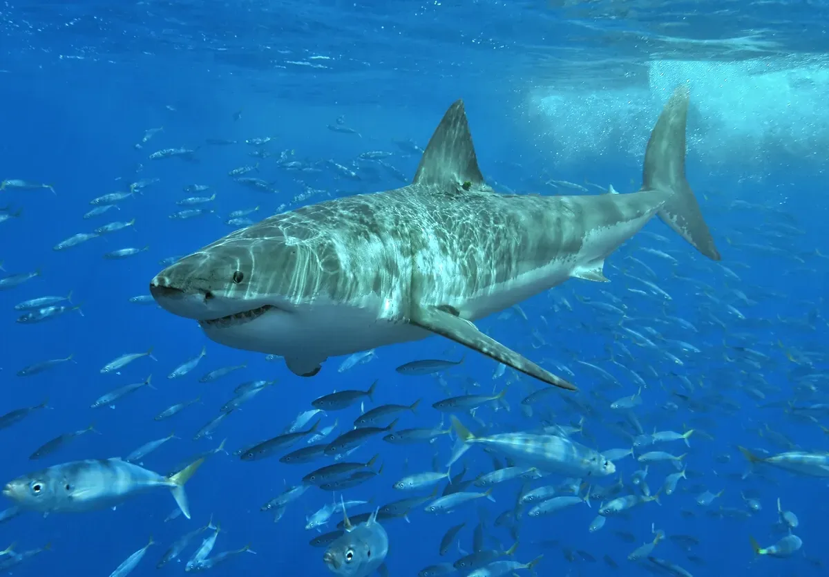 5. Sharks: Apex Predators Older Than Forests and Dinosaurs (By Pterantula (Terry Goss) at en.wikipedia, CC BY 2.5)
