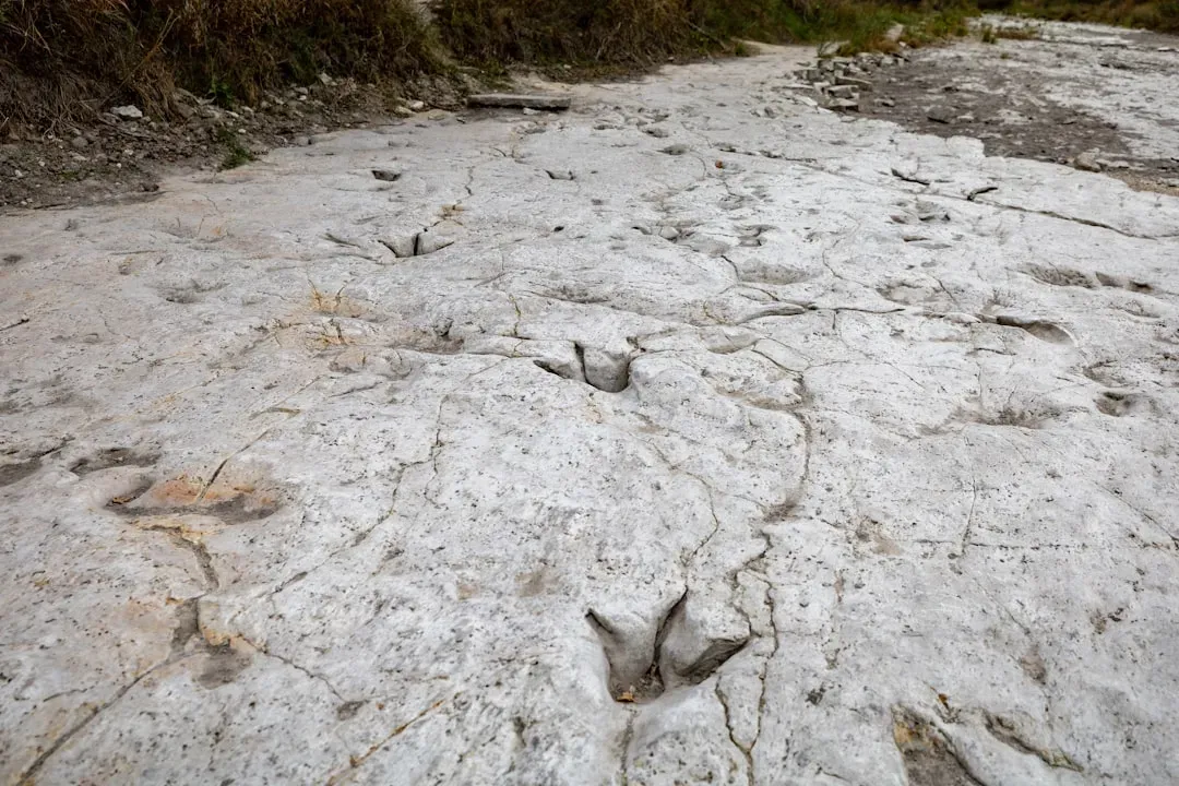 Trackways Capture Dinosaurs Moving In Groups (Image Credits: Unsplash)