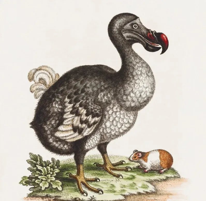 #10 - The Dodo That Outlived Its Own Legend (Image Credits: Rawpixel)