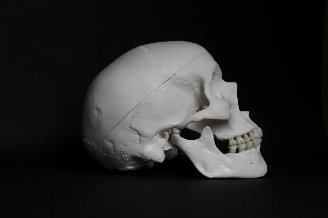 A Tiny Muscle Mutation May Have Helped Free Your Mind (Image Credits: Unsplash)