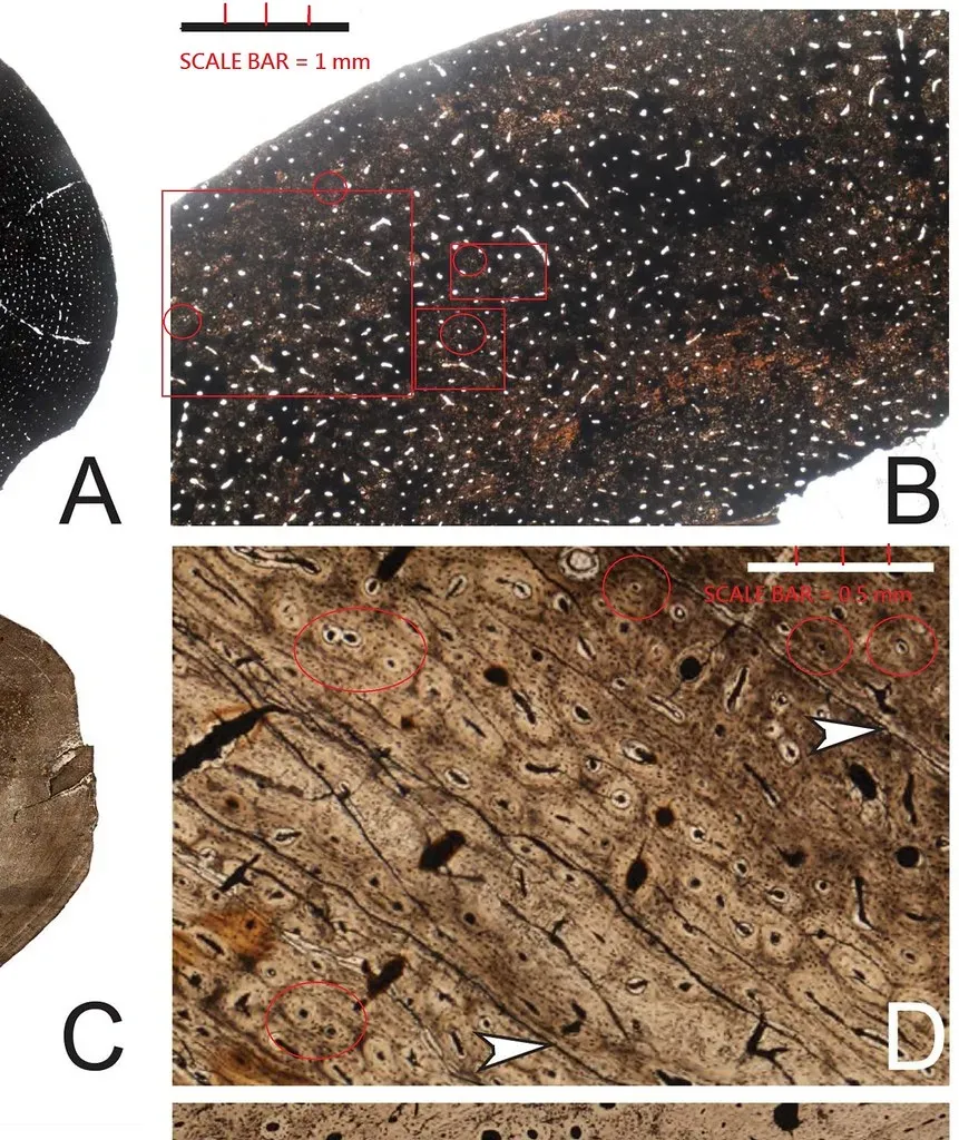 9. Micro‑Fossils, Blood Vessels, And Bone Chemistry Bring Dinosaurs To Life (Wretch Fossil, Flickr, CC BY 2.0)