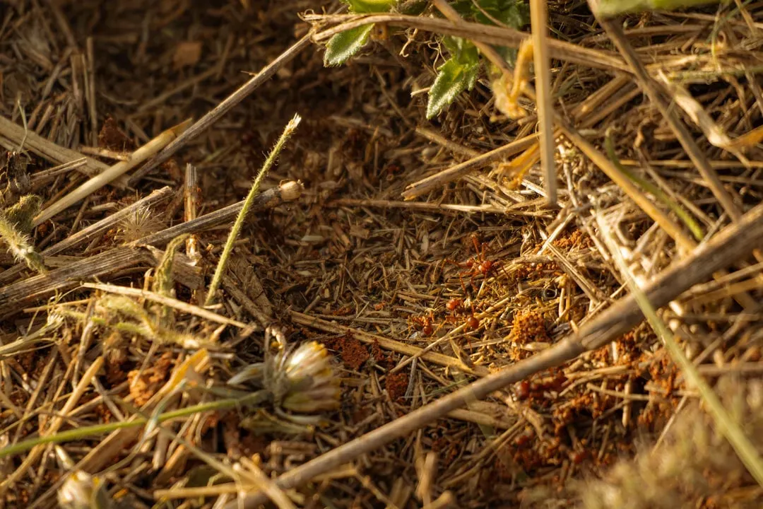 Soil Structure and Nutrient Cycling Changed Dramatically (Image Credits: Unsplash)