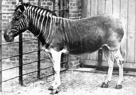 #6 - The "Last Quagga Was Stuffed and Then Realized to Be the Last" (Image Credits: Flickr)