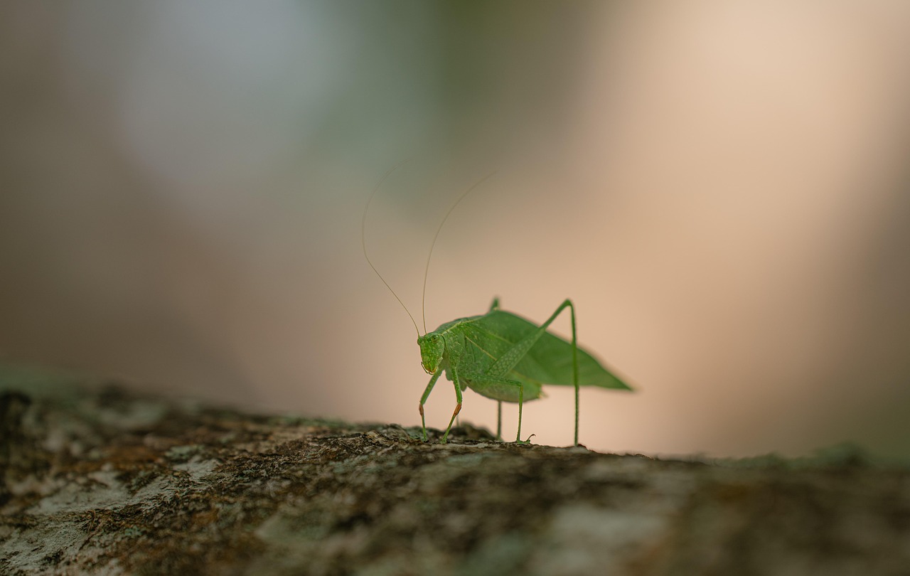 A World Without Modern Melodies (Image Credits: Pixabay)