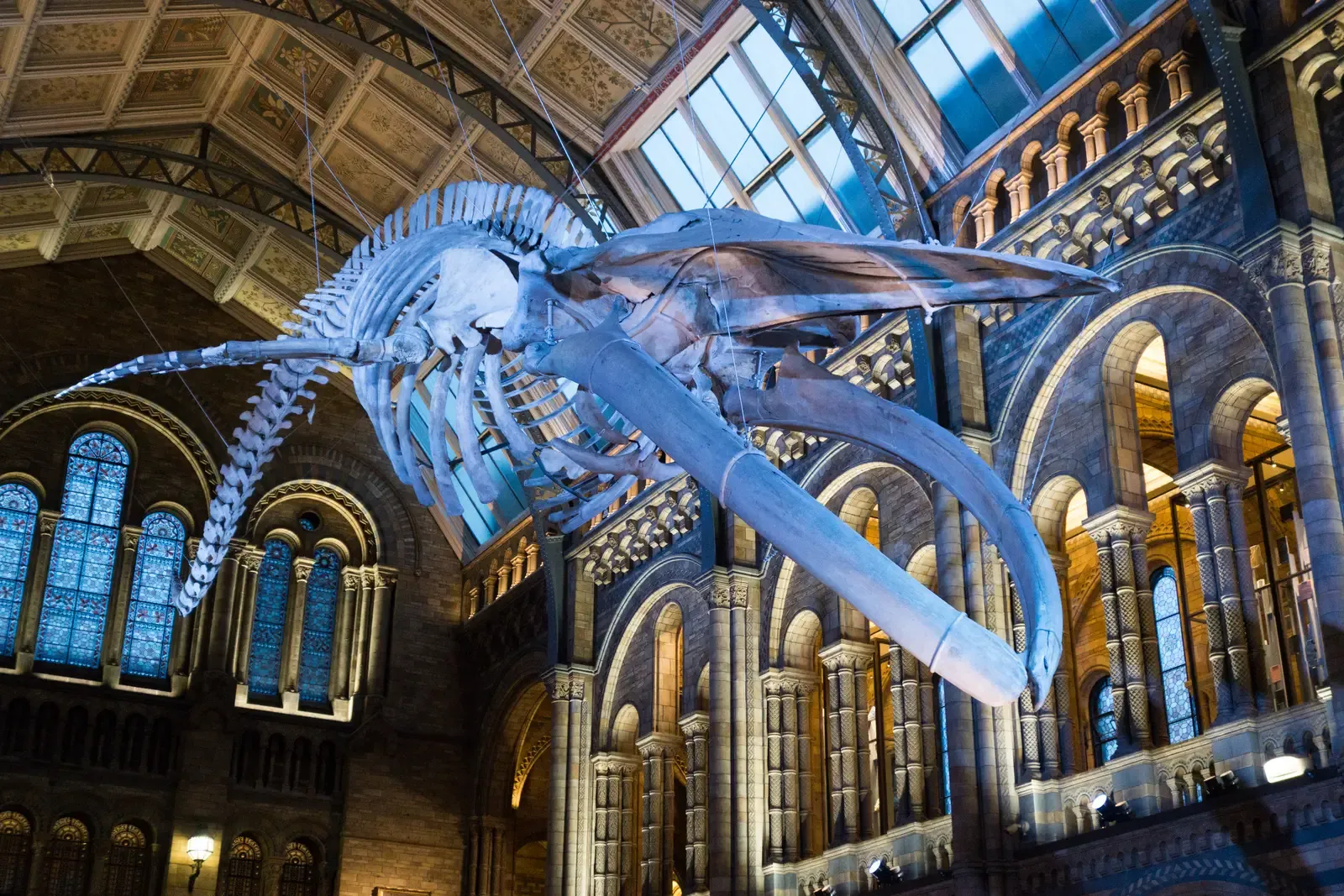 #22 - The Medieval Dragon Built From Whale Bones (Whale skeleton, Public domain)