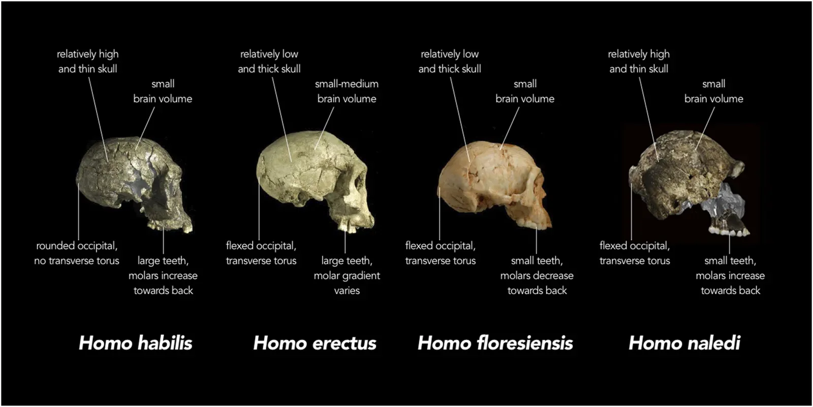 Conclusion: The Last Human Standing in a Once-Crowded World ((in English) Stringer, Chris (10sdate QS:P,+10-00-00T00:00:00Z/8eptember 2015). "The many mysteries of Homo naledi". eLife 4: e10627. DOI:10.7554/eLife.10627. PMC: 4559885. ISSN 2050-084X., CC BY 4.0)