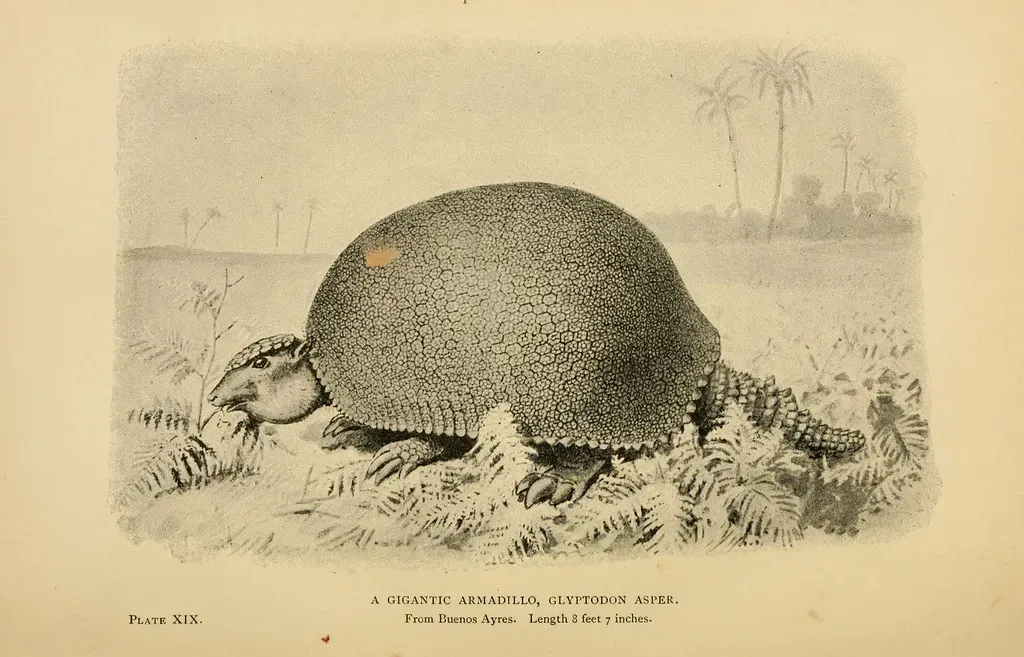 #10 - Glyptodon's Armor Couldn't Save It, and Nobody Knows Exactly Why It Failed (Image Credits: Flickr)
