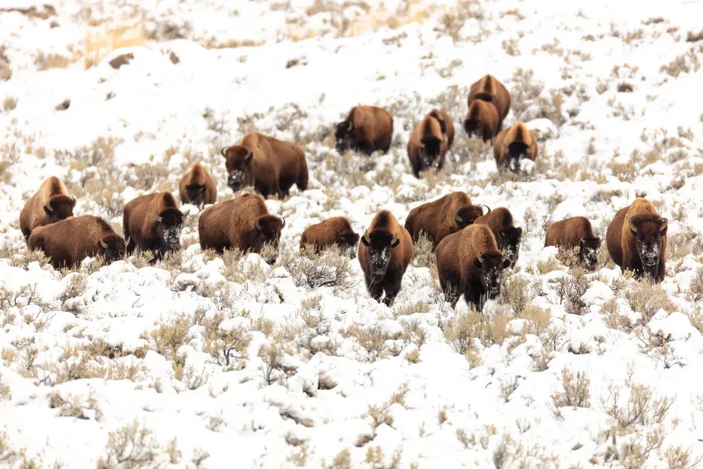 6. Reading Seasonal Migrations to Time Hunts and Foraging (Image Credits: Flickr)