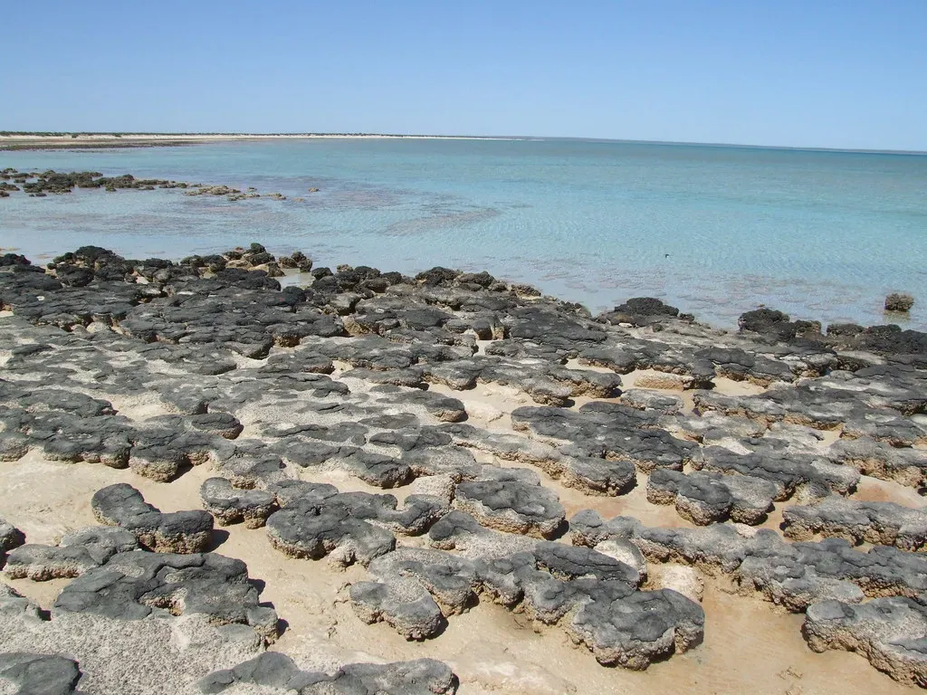 Stromatolites: You Can Still See Ancient Microbial Cities Today (Jinny the Squinny, Flickr, CC BY 2.0)