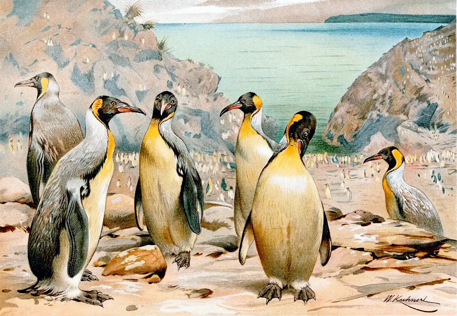 #11 - Giant Fossil Penguins Had a Full Color Wardrobe (The royal natural history, Public domain)