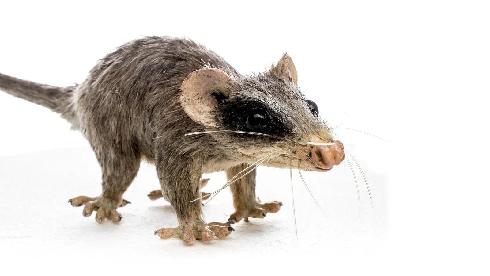 4. For a long stretch, mammals and dinosaurs lived together (Matteo De Stefano/MUSEThis file was uploaded by MUSE - Science Museum of Trento in cooperation with Wikimedia Italia., CC BY-SA 3.0)