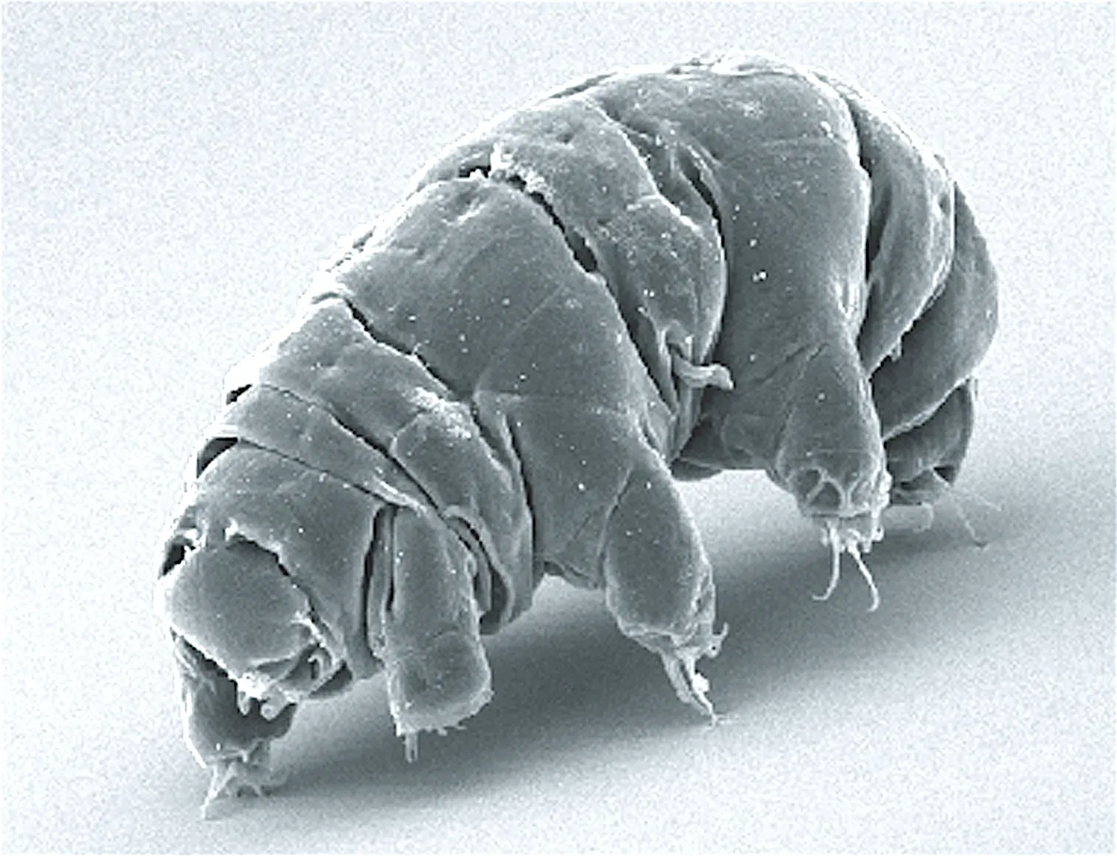 #4 - The Tardigrade (Schokraie E, Warnken U, Hotz-Wagenblatt A, Grohme MA, Hengherr S, et al. (2012) Comparative proteome analysis of Milnesium tardigradum in early embryonic state versus adults in active and anhydrobiotic state. PLoS ONE 7(9): e45682. doi:10.1371/journal.pone.0045682, CC BY 2.5)