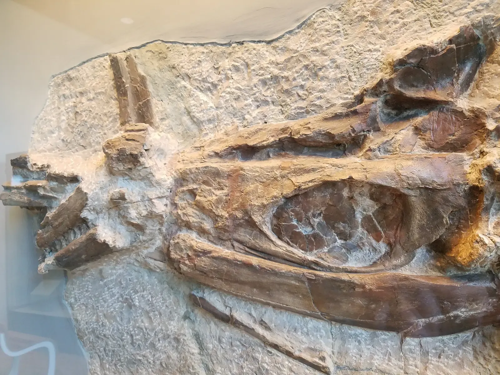 Shockingly Early: Why the Timing Blows Paleontologists’ Minds (By Neil Pezzoni, CC BY 4.0)