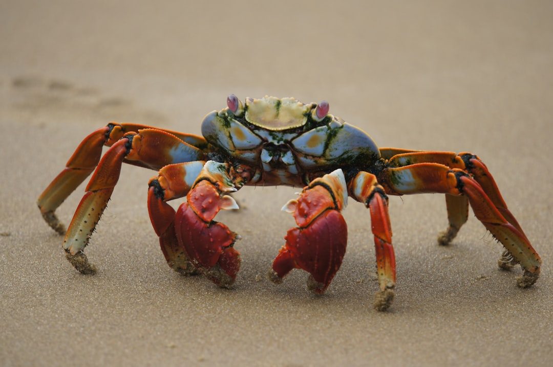 Cancer: The Crab's Protective Shell (Image Credits: Unsplash)