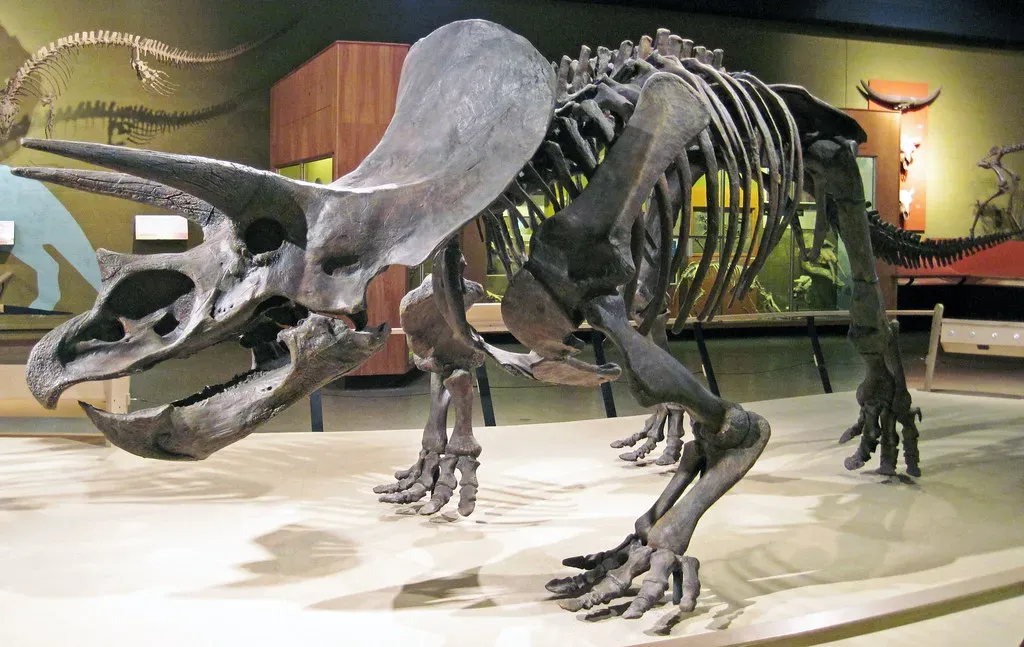 Teeth That Were Engineered to Perfection (Image Credits: Flickr)