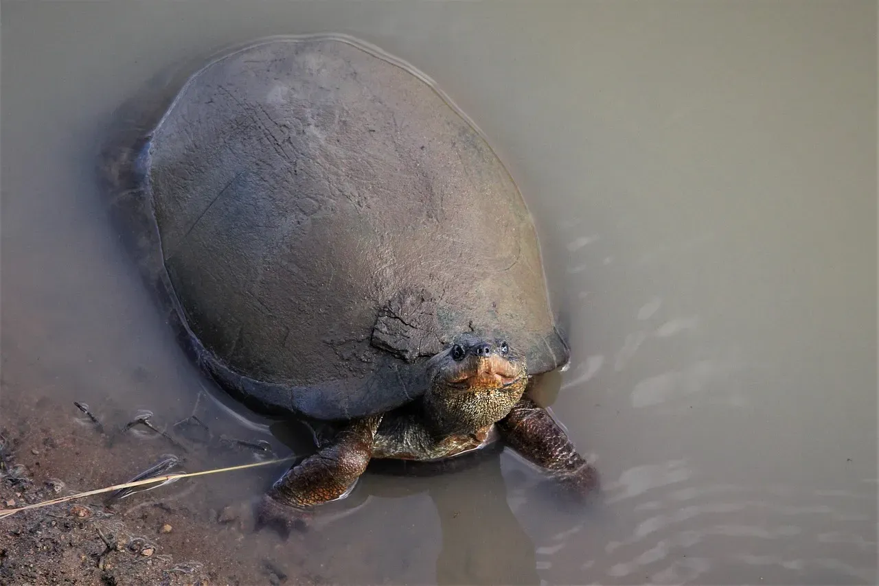 Turtles Have Been Largely Unchanged for Over 200 Million Years (Image Credits: Pixabay)