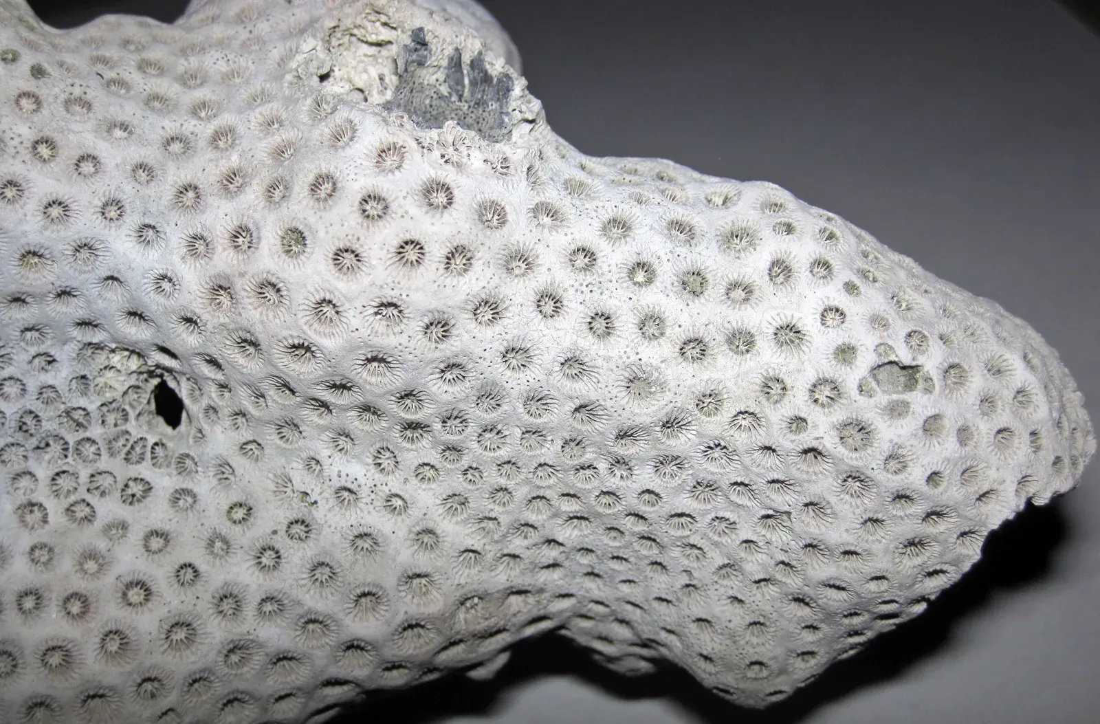 7. Coral Reefs Through Time: Skeletons Recording Heat and Acidification (By James St. John, CC BY 2.0)