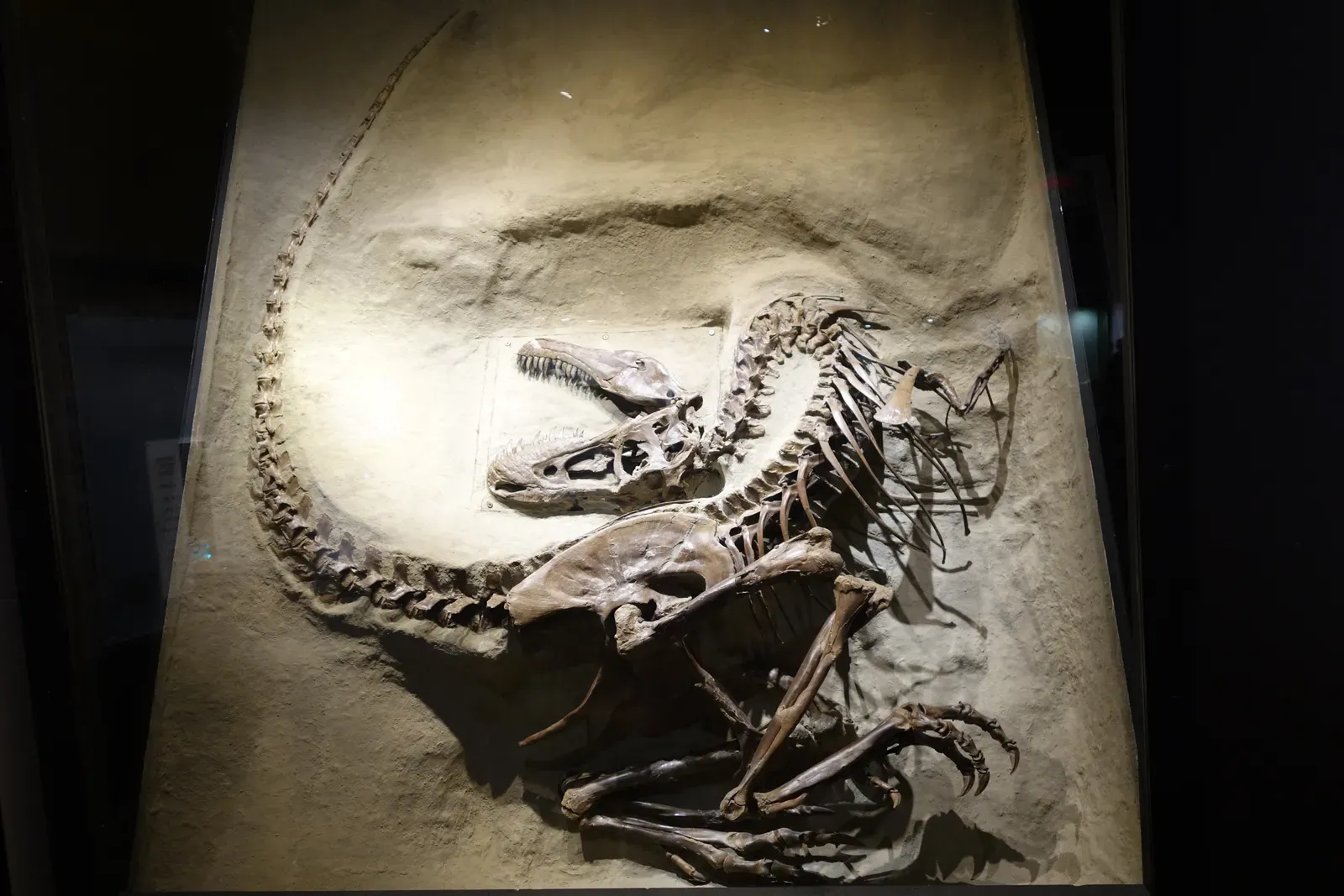 Inside a Tyrannosaur’s Belly: A Predator Caught Red-Handed (By Etemenanki3, CC BY-SA 4.0)