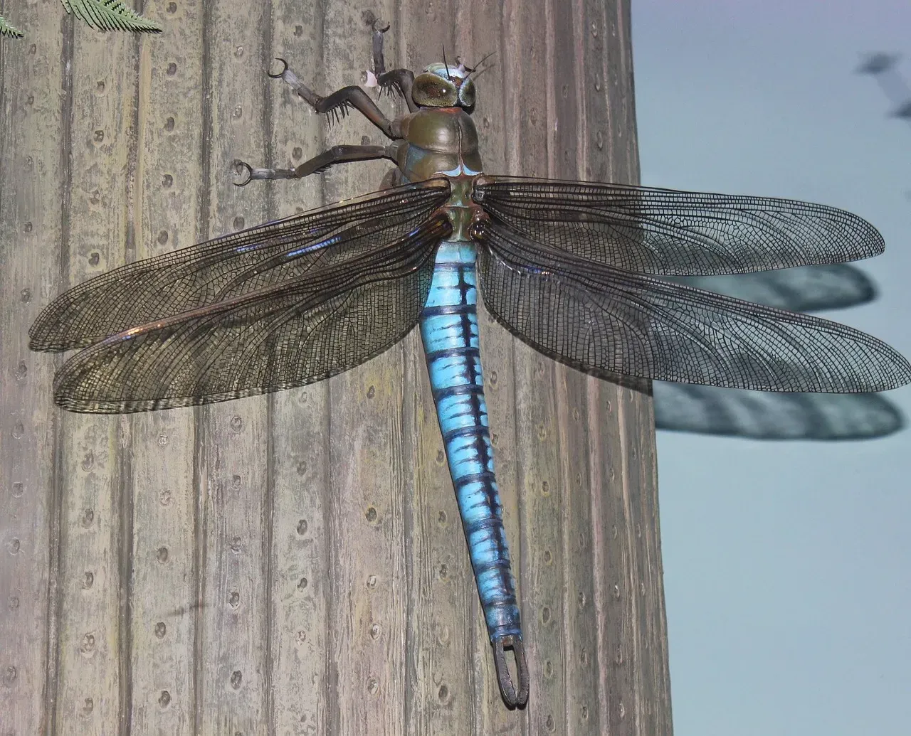 Meganeura: The Giant Dragonfly That Ruled the Carboniferous Skies (Image Credits: Pixabay)